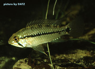 Apistogramma taeniata